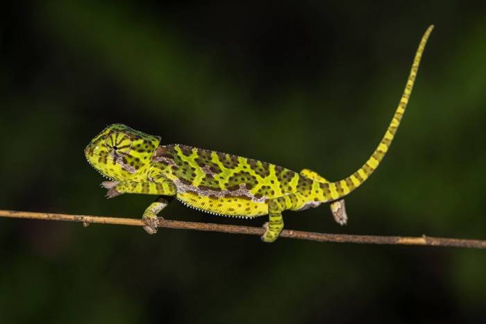 Flap-neck Chameleon © Carole and David Clarke, February 2026 tour