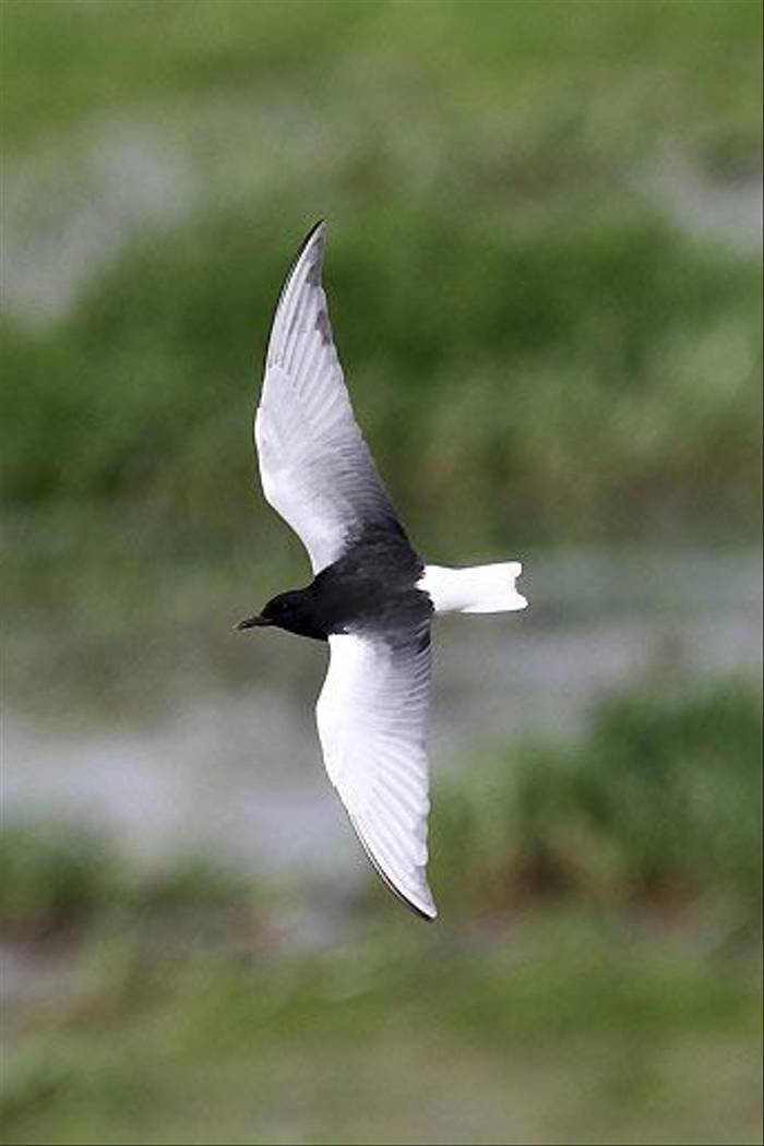 White-winged Tern (Peter Dunn)