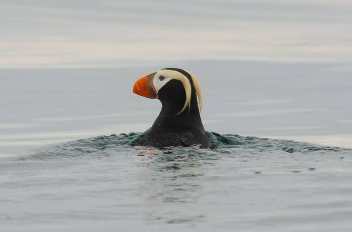 Tufted Puffin (Tim Melling).jpg