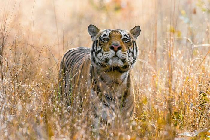 Tiger,-Kanha shutterstock_1021961710.jpg