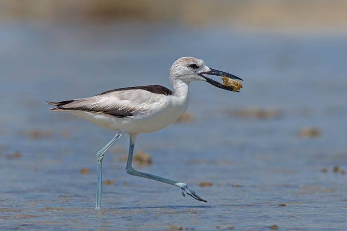 Crab-plover