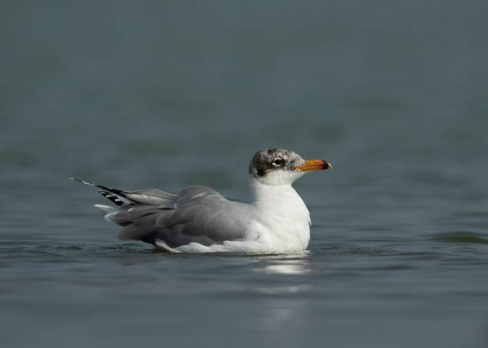 Pallas' Gull