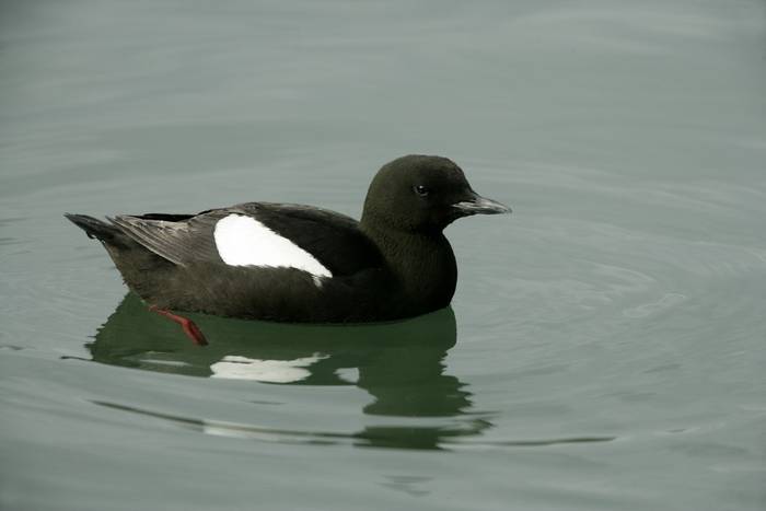 black guillemot
