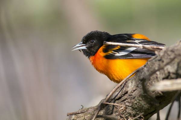 Baltimore Oriole