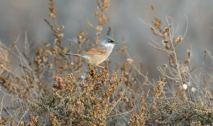 Spectacled Warbler, Fuerteventura © Brian Small.jpg