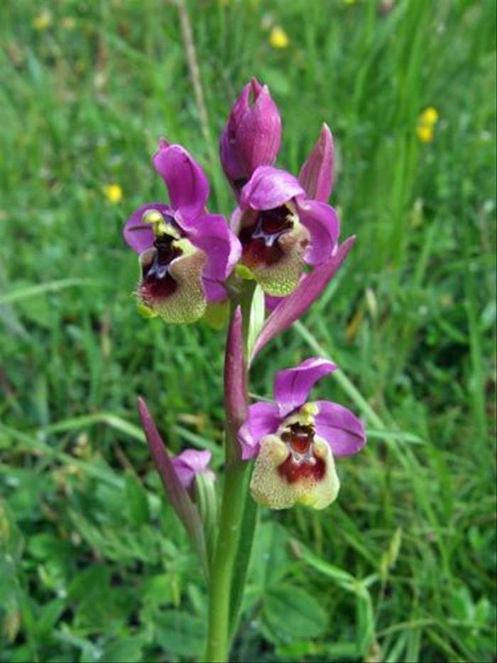 Sawfly Orchid (John Willsher)