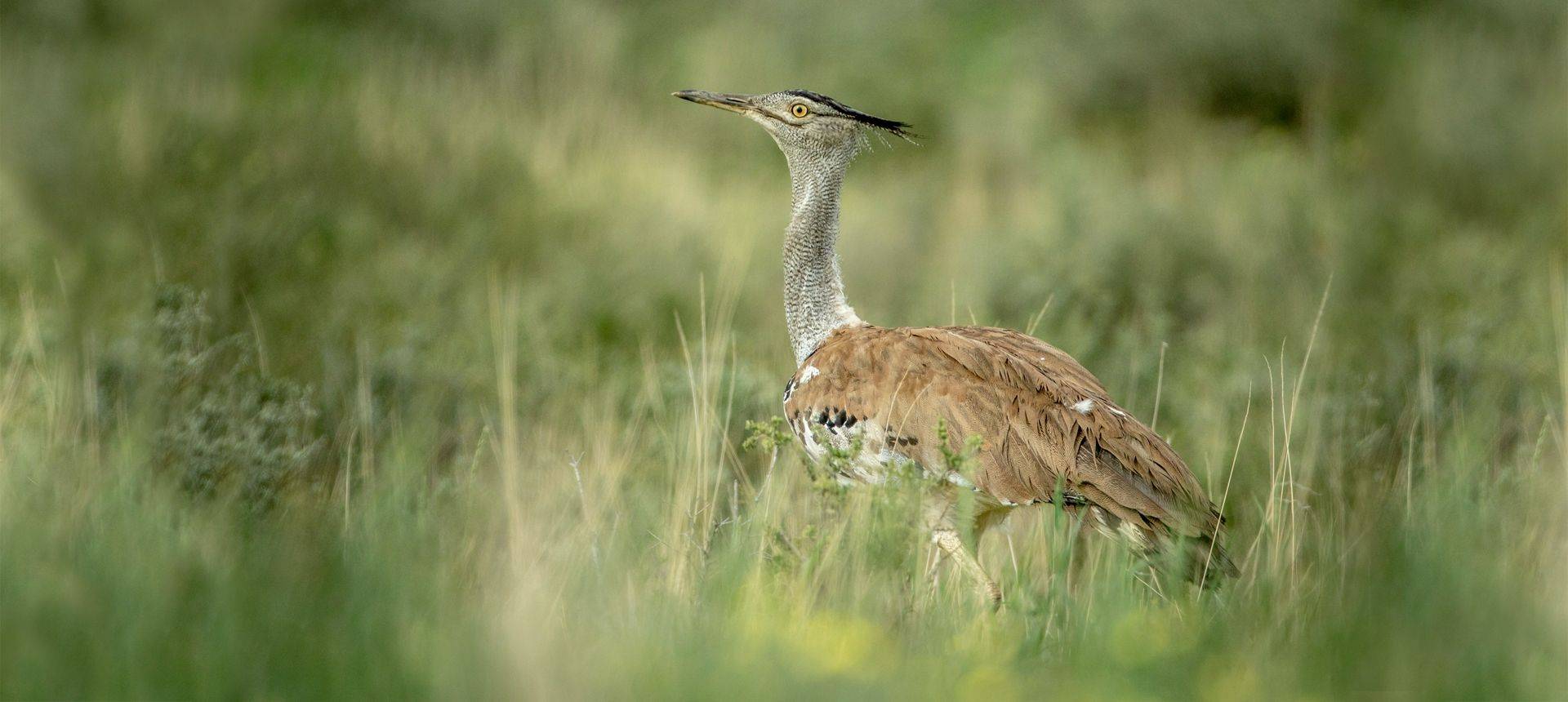 Kori Bustard, Kenya Shutterstock 658917697