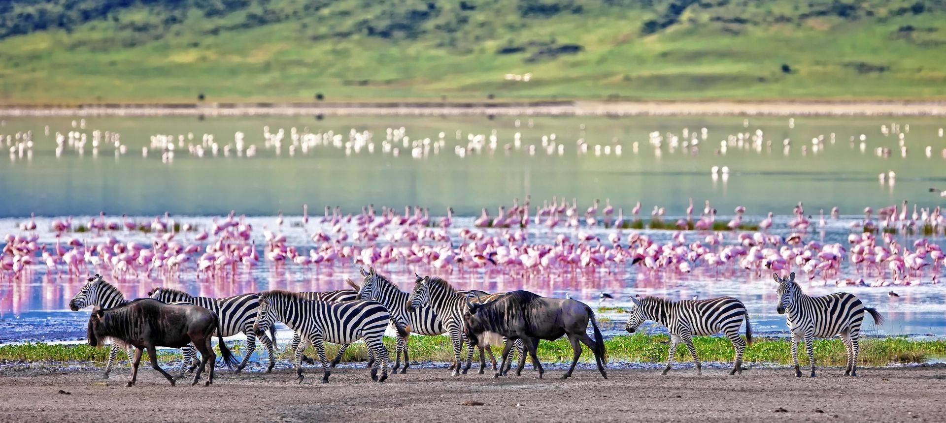 Zebra Ngorongoro Crater, Tanzania Shutterstock 212602420