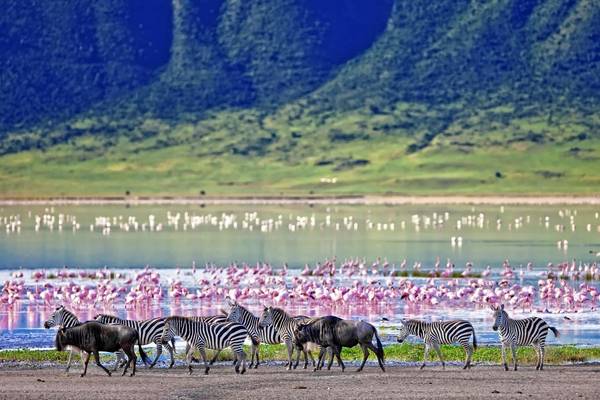 Zebra Ngorongoro Crater, Tanzania Shutterstock 212602420