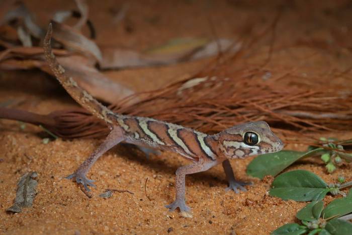 Madagascar Ground Gecko (Paroedura picta) © Bobby and Laura Bok, March 2026