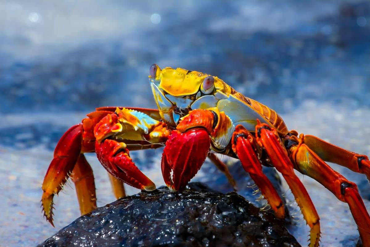 Sally Lightfoot Crab Galapagos Shutterstock 504160309