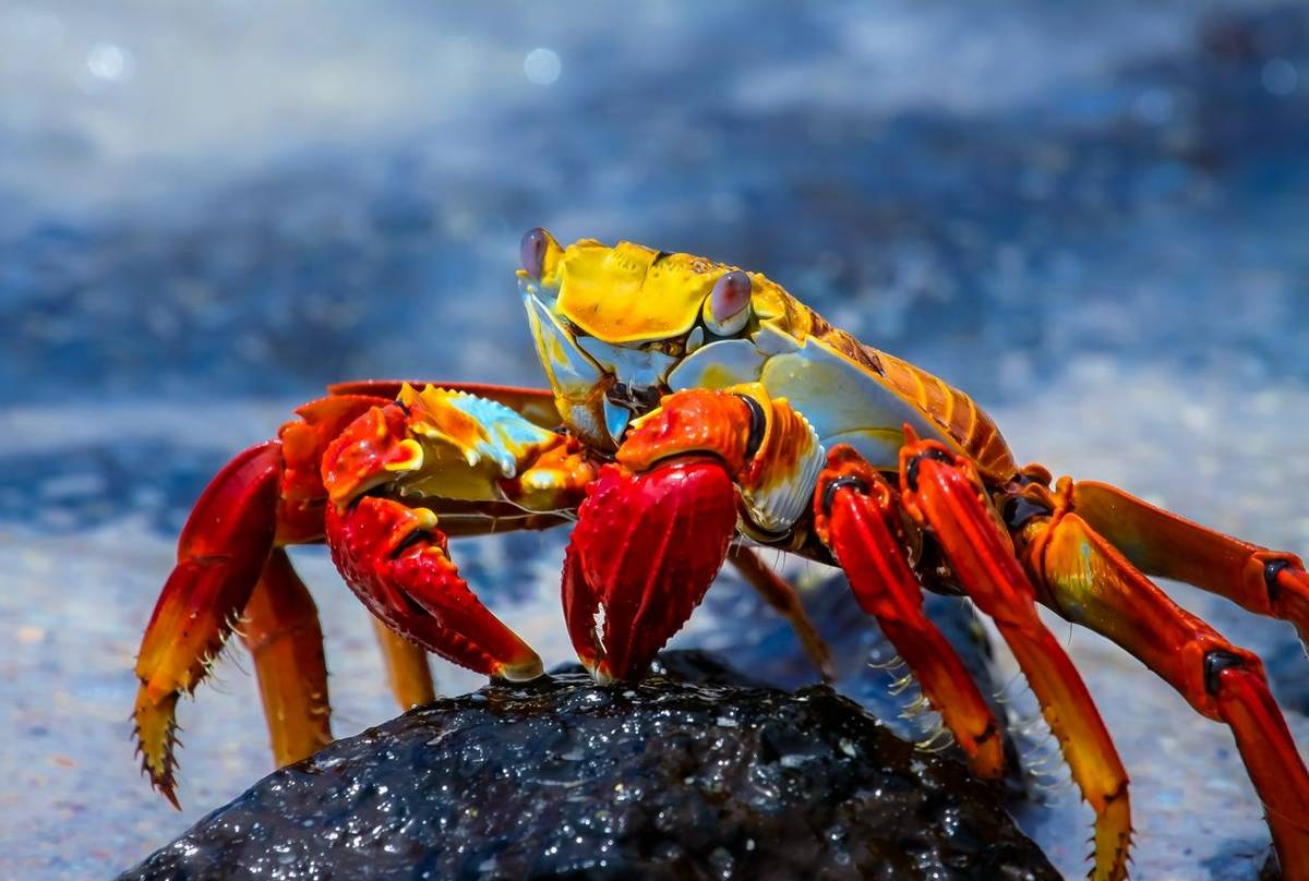 Sally Lightfoot Crab Galapagos Shutterstock 504160309