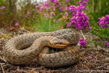 Smooth Snake (Coronella austriaca) © Robin Backhouse