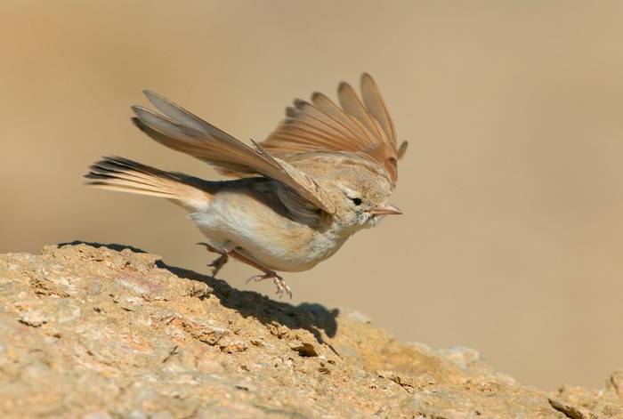 Bar-tailed Lark