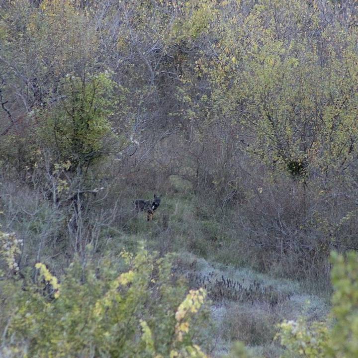 Grey Wolf, Abruzzo, Italy