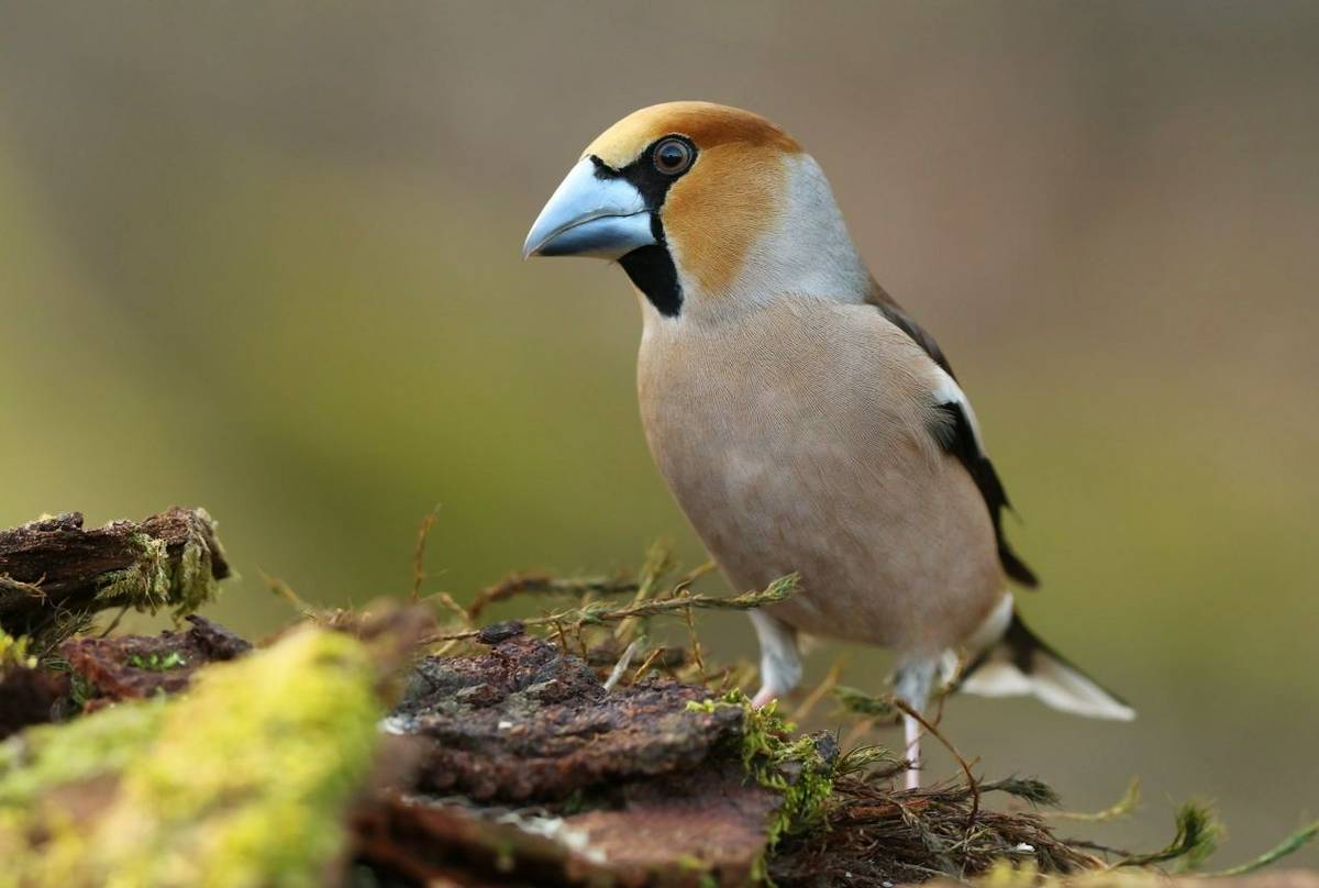 Hawfinch