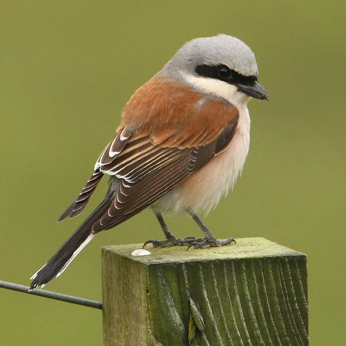 Fair Isle - Red-backed Shrike (Richard Arlow).jpg