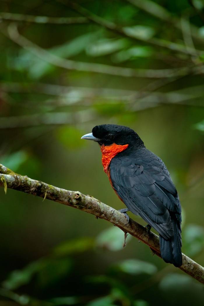 Red-ruffed Fruitcrow Colombia shutterstock_359801060