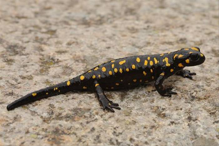 Corsican Fire Salamander (David Morris)