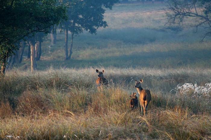 Sambar Deer Kanha National Park India Shutterstock 243773368