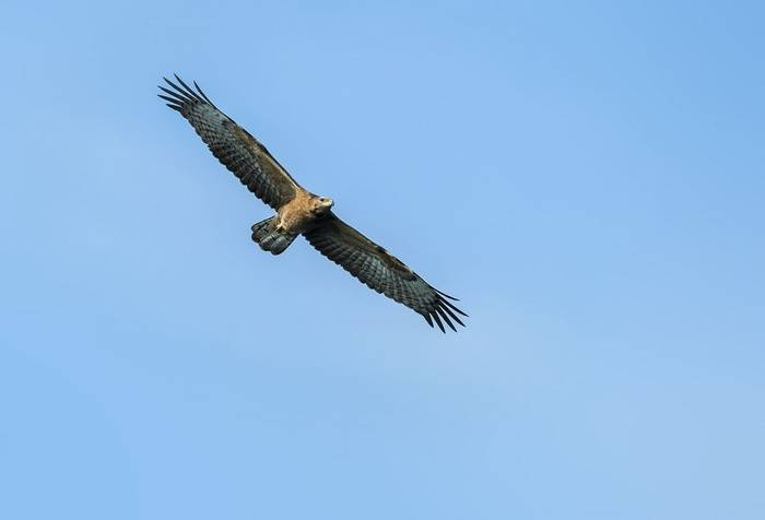 Crested Honey Buzzard