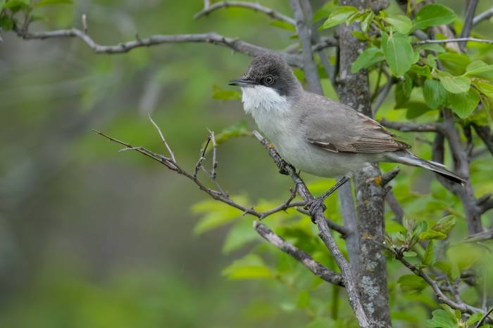 Eastern Orphean Warbler © Chris Griffin, April 2025