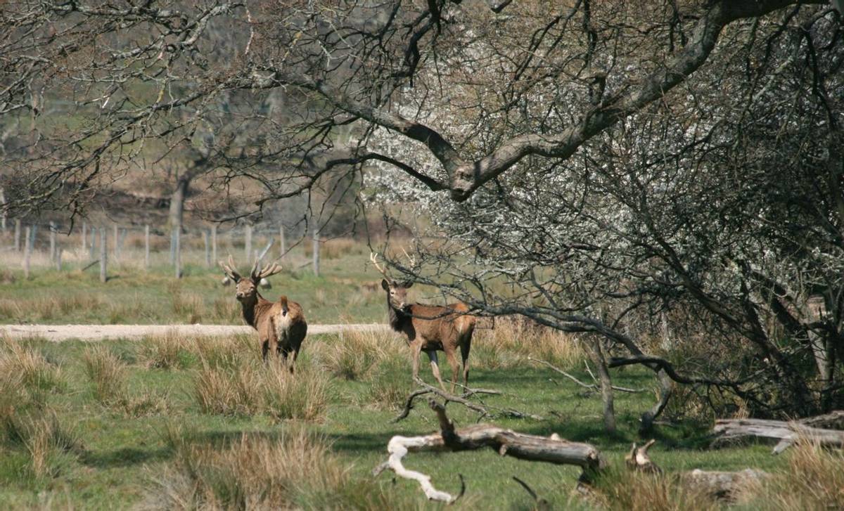 Deer on Knepp Estate.jpg