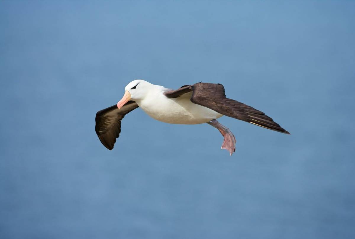 Black Browed Albatross, Falkland Islands Shutterstock 1017090709