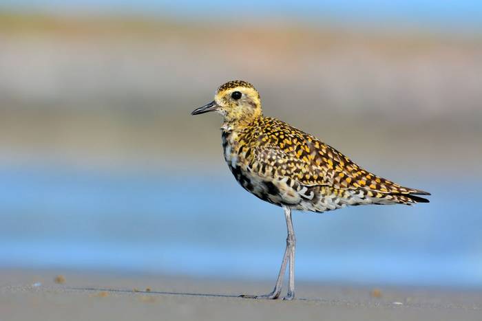 Pacific Golden Plover