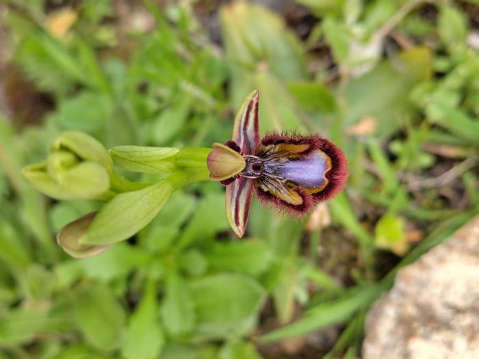 Ophrys speculum.jpg