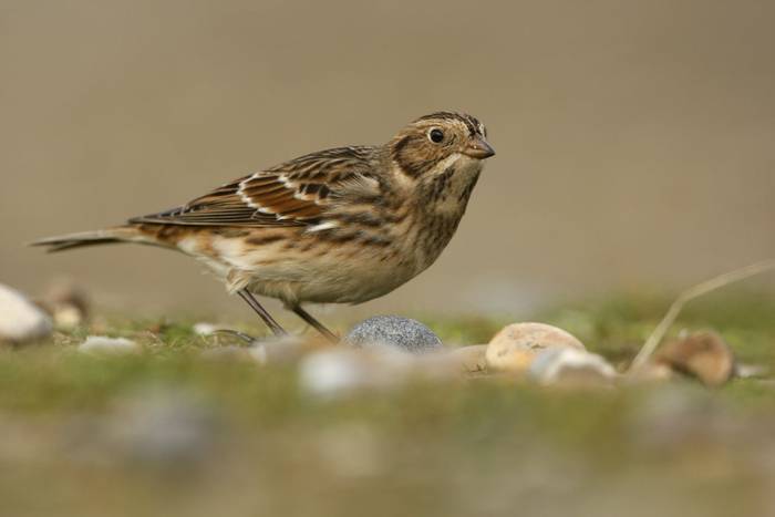 Lapland Bunting. shutterstock_156261566.jpg
