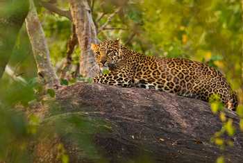 Leopard, Pench, India Shutterstock 1275353320