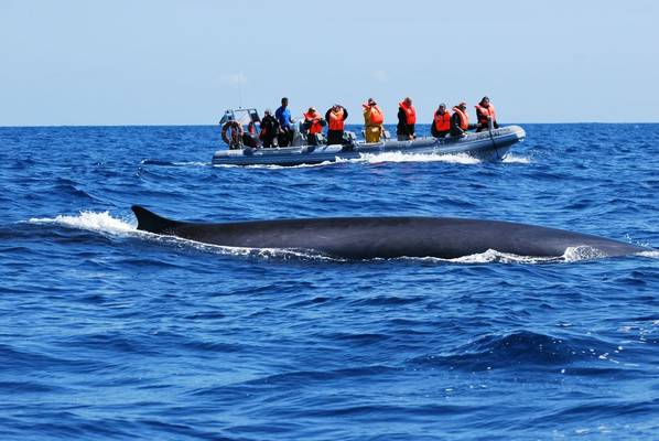 Fin Whale