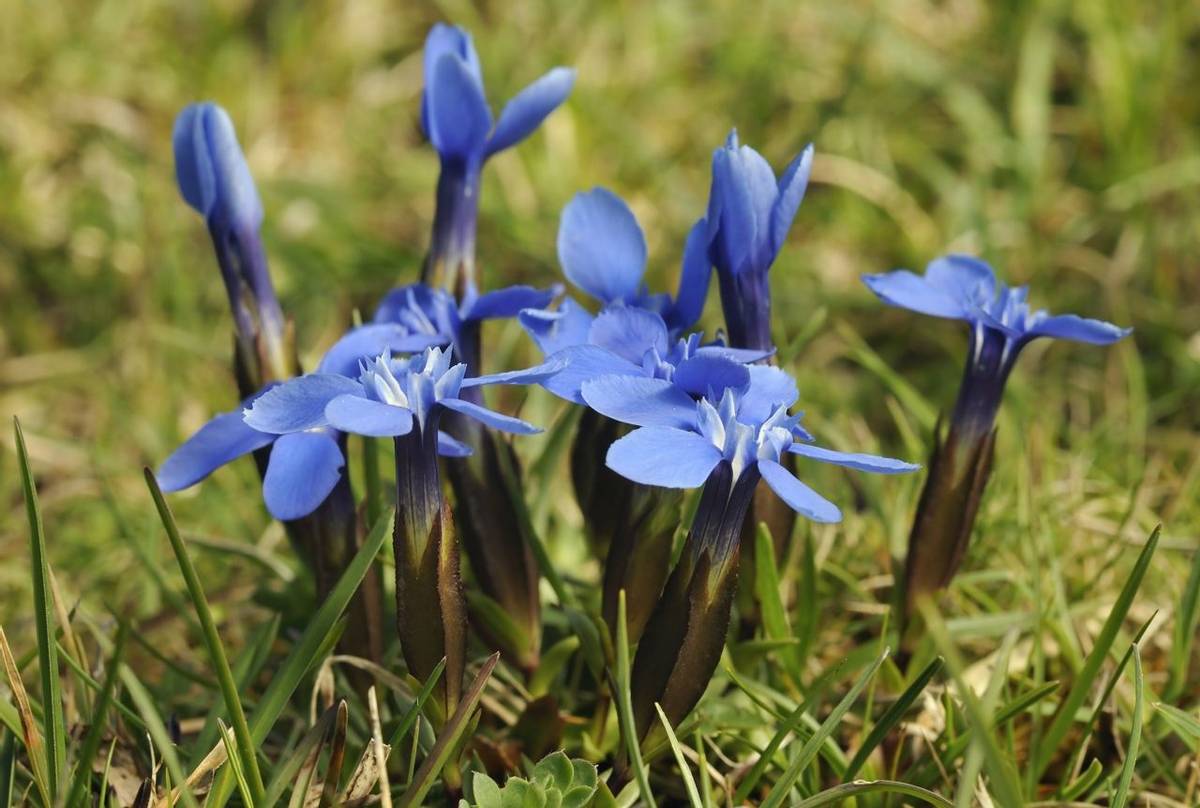 Spring Gentian, Ireland Shutterstock 82912291