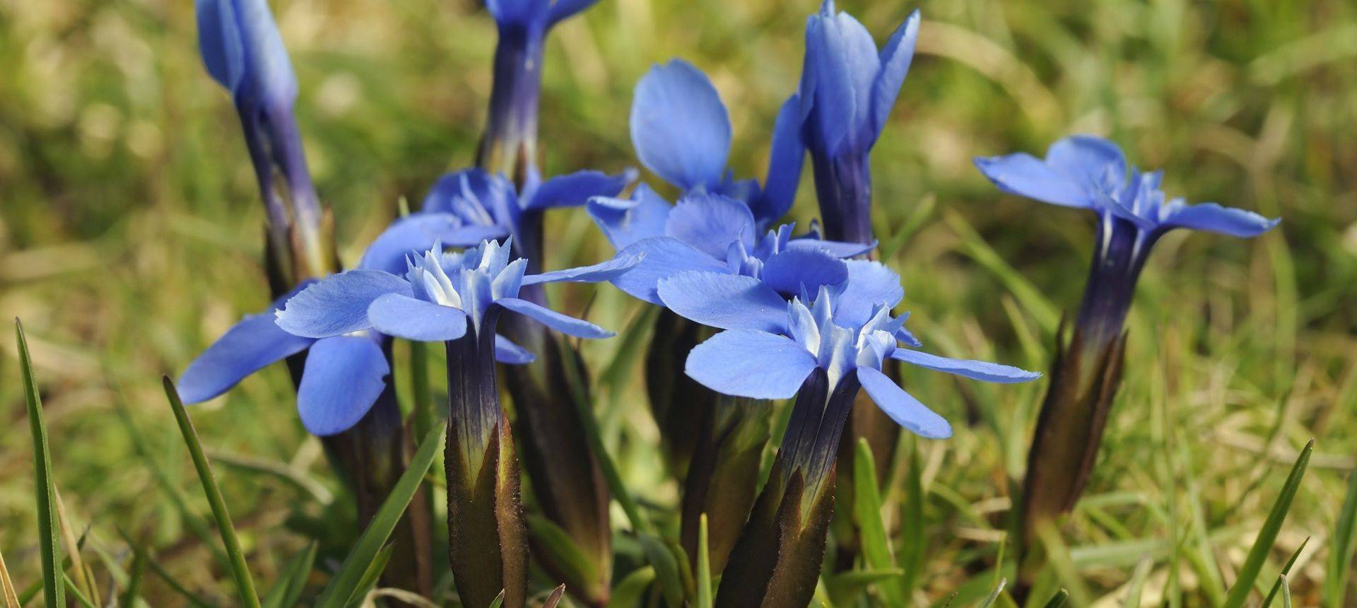 Spring Gentian, Ireland Shutterstock 82912291