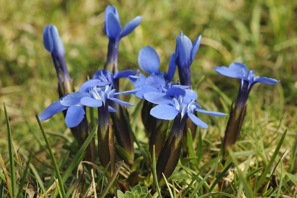 Spring Gentian Image