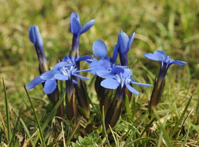 Spring Gentian, Ireland Shutterstock 82912291