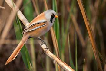 Bearded Tit shutterstock_1059073331.jpg