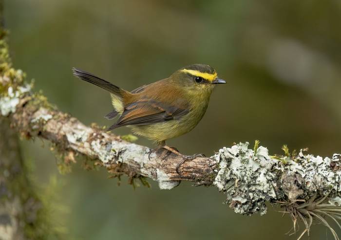 Yellow-bellied Chat-Tyrant (Ian Hilton).jpg
