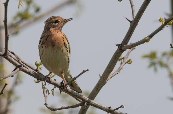 Red-throated Pipit © Chris Griffin, April 2025