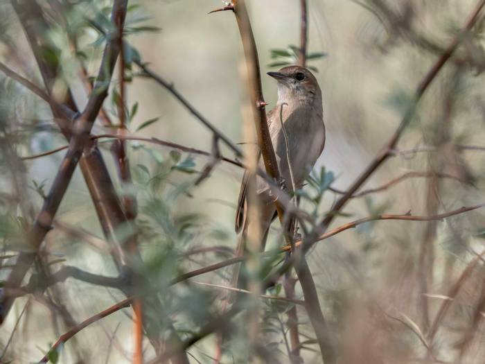 Nightingale (subsp. golzii) © M. Valkenburg