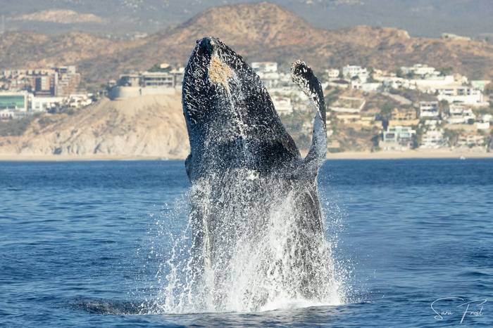 Humpback Whale (Sara Frost) (9).jpg
