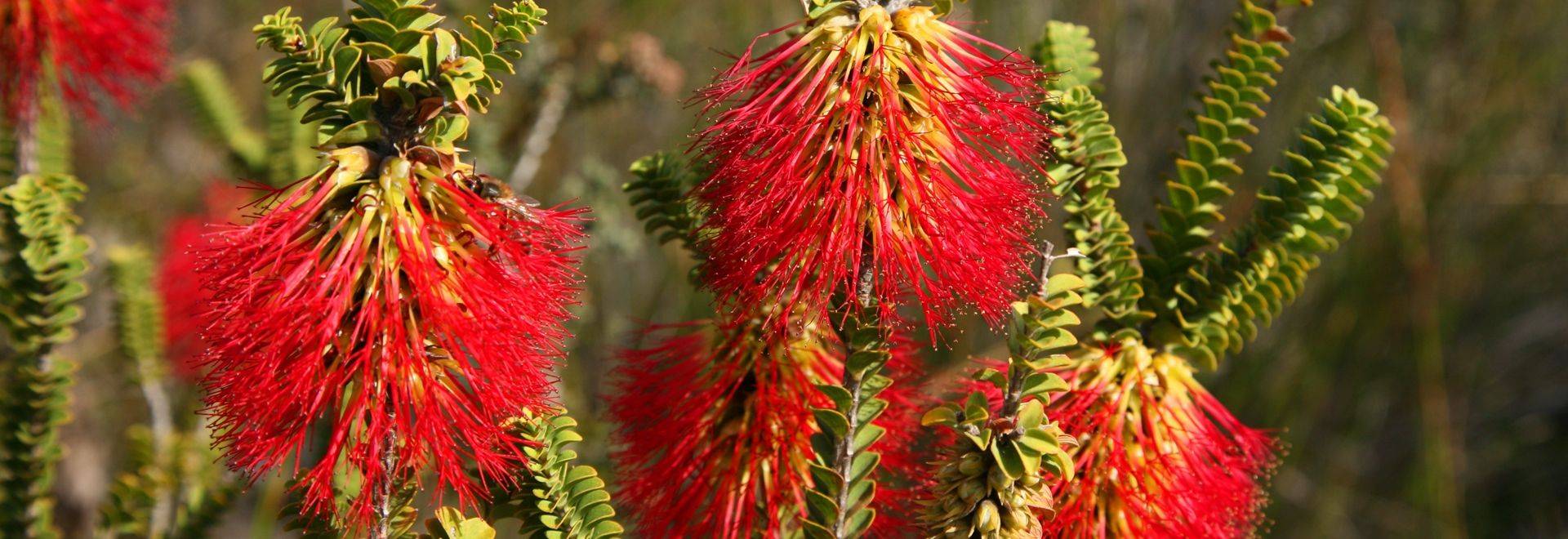 Bottlebrush (Beaufortia decussata) Stirling Range National Park