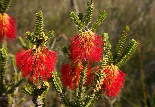 Wild Flowers of Western Australia - Naturetrek