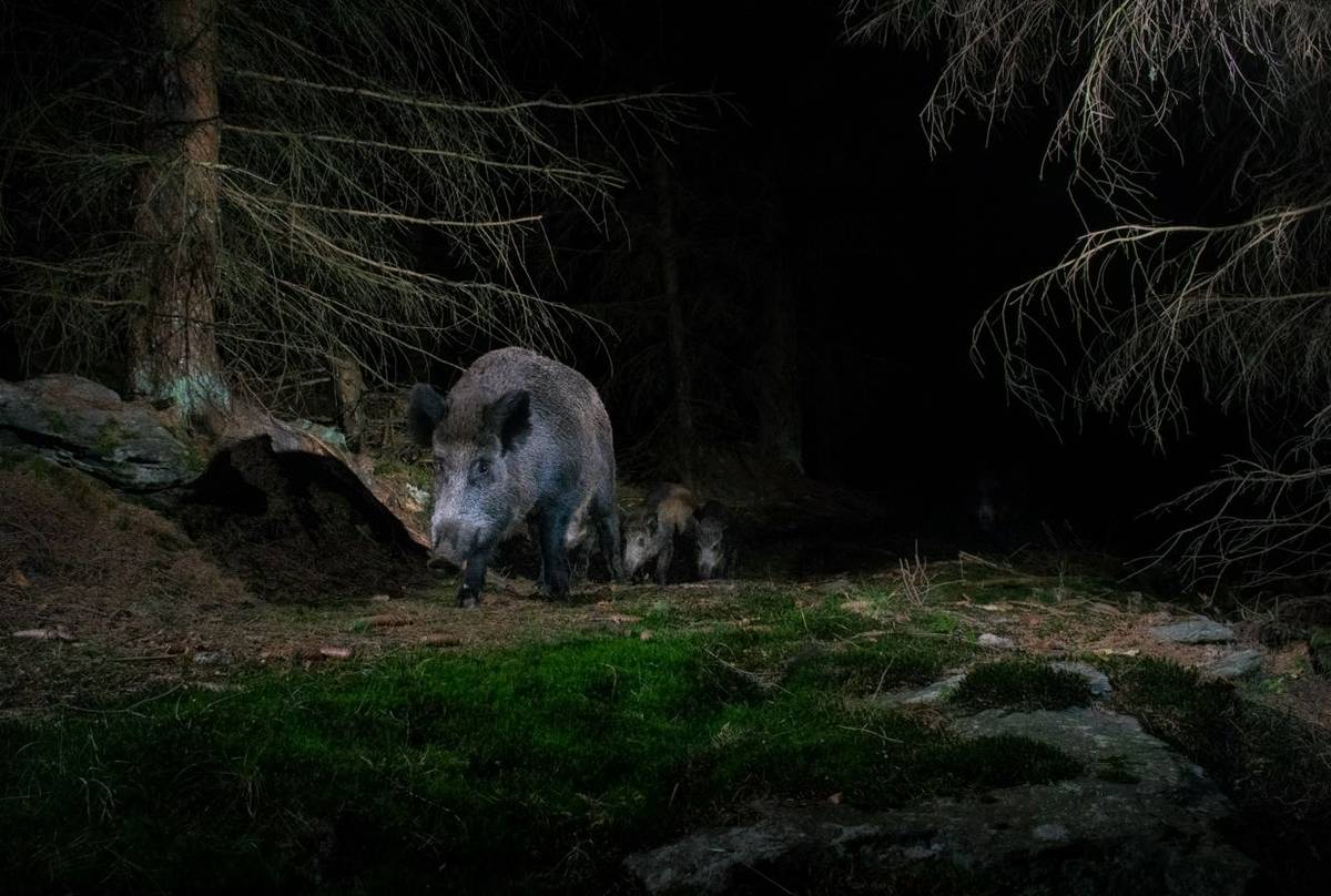 Wild Boar