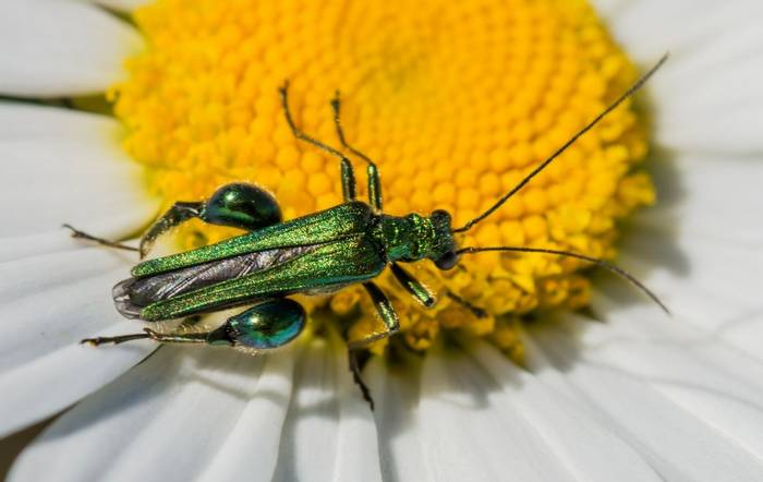 Thick-thighed Flower Beetle, Minsmere