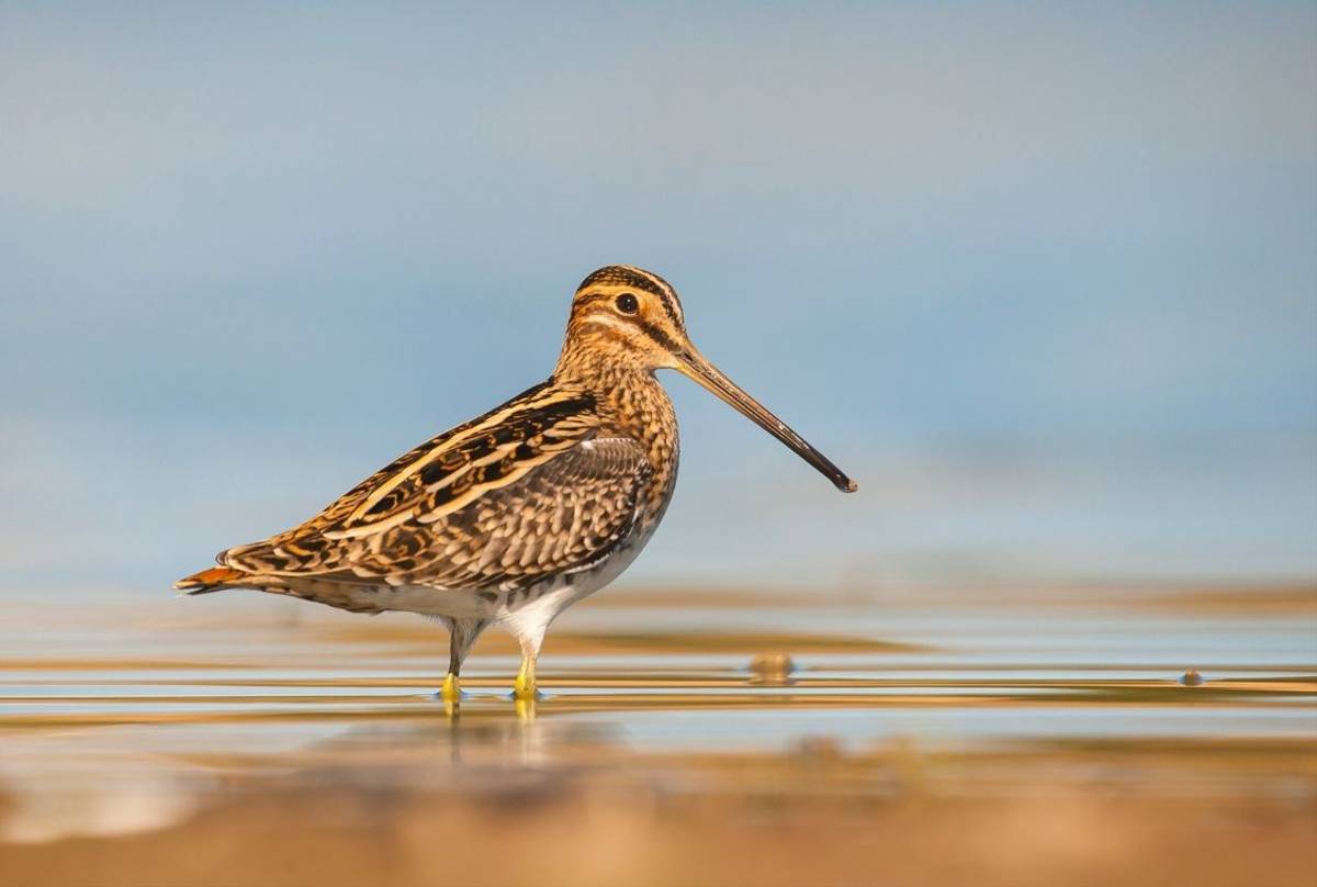 Common Snipe shutterstock_2207712611.jpg