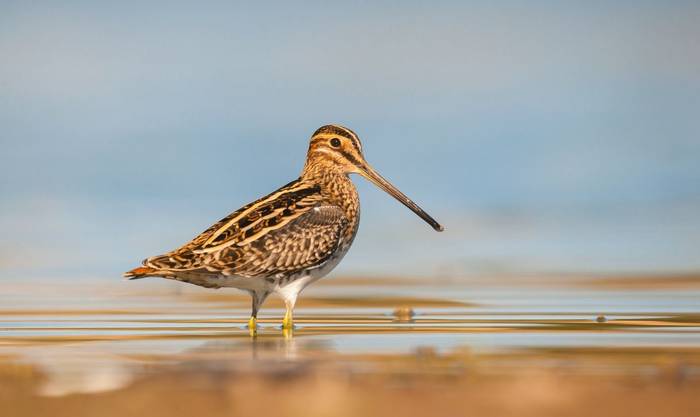 Common Snipe shutterstock_2207712611.jpg