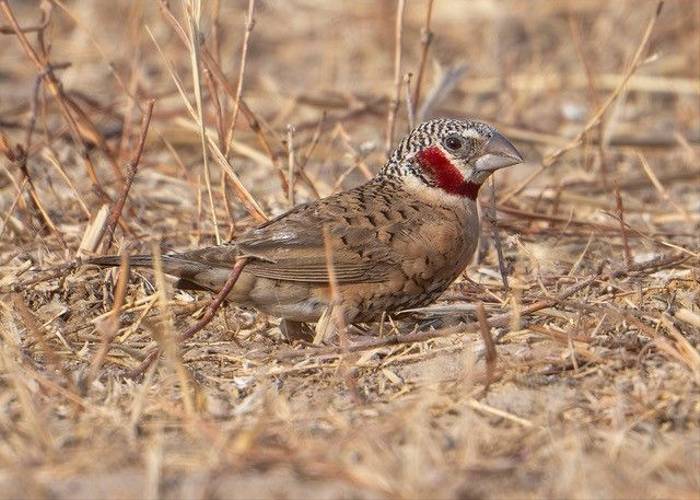 Cut-throat Finch, Ian Curran.jpg