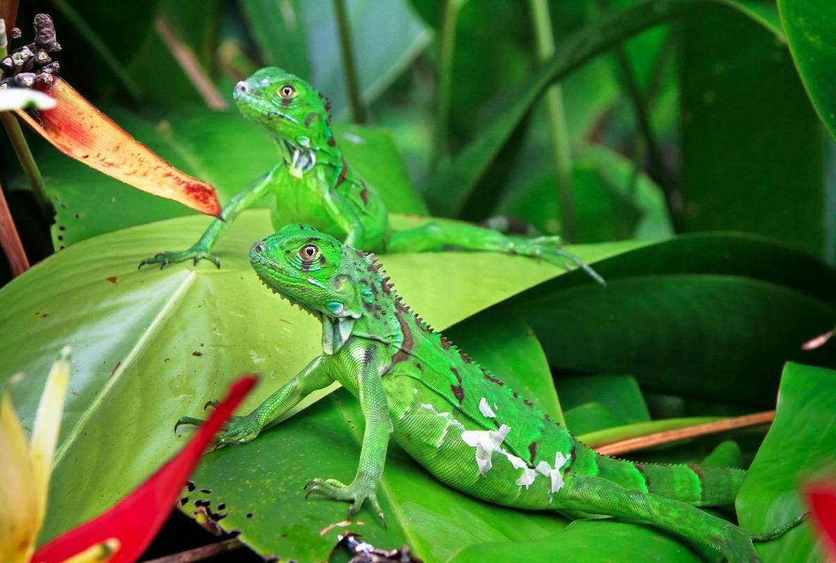 Green Iguanas, Costa Rica Shutterstock 779554786